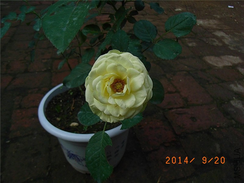 ������ɳ��ʯ (3).JPG