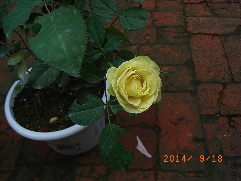 ������ɳ��ʯ (4).JPG