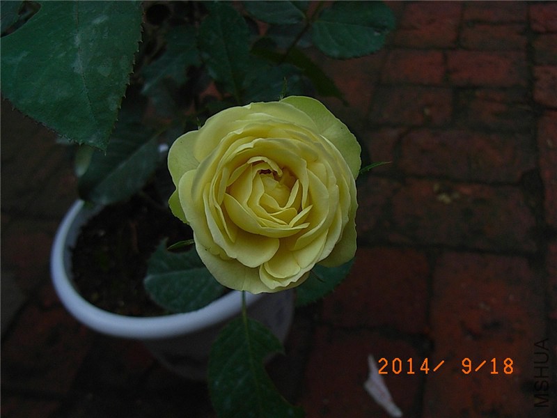 ������ɳ��ʯ (5).JPG