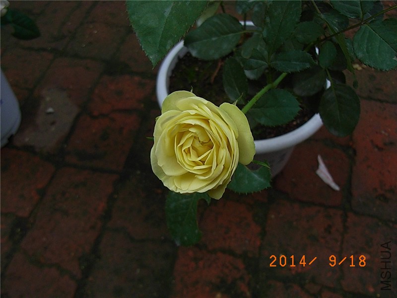 ������ɳ��ʯ (6).JPG