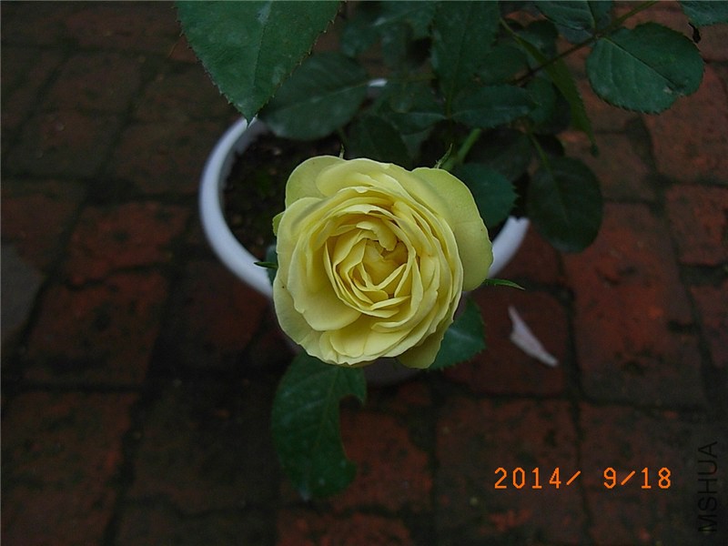 ������ɳ��ʯ (7).JPG