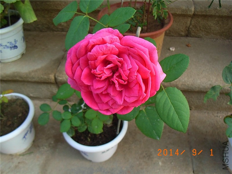 ˫�˰��� (1).JPG