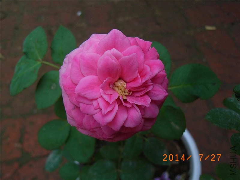 ˫�˰��� (4).JPG