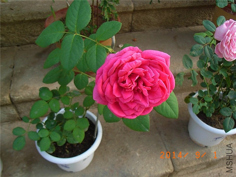 ˫�˰��� (5).JPG