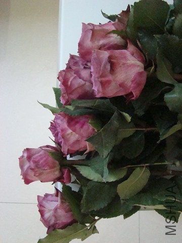 DSC07180.JPG