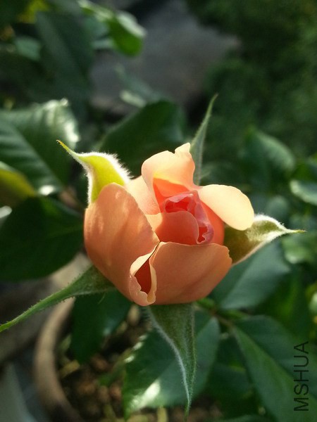 20141005_080621_��С��С.jpg