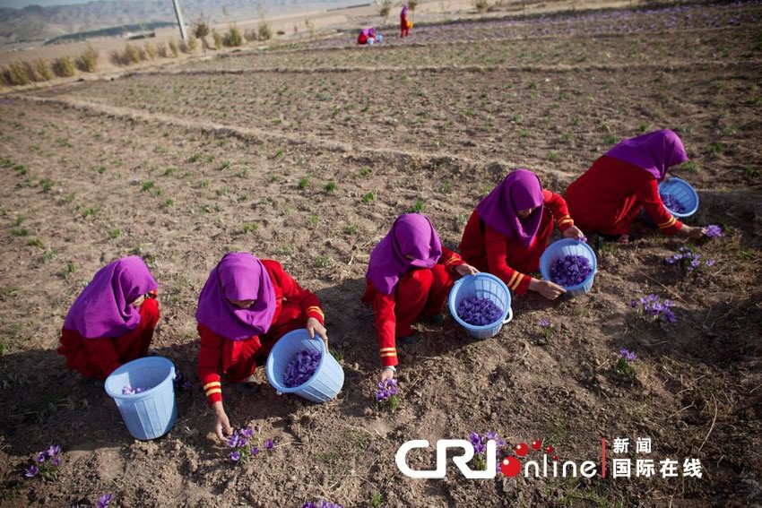 afghan-saffron-harvest-3.jpg