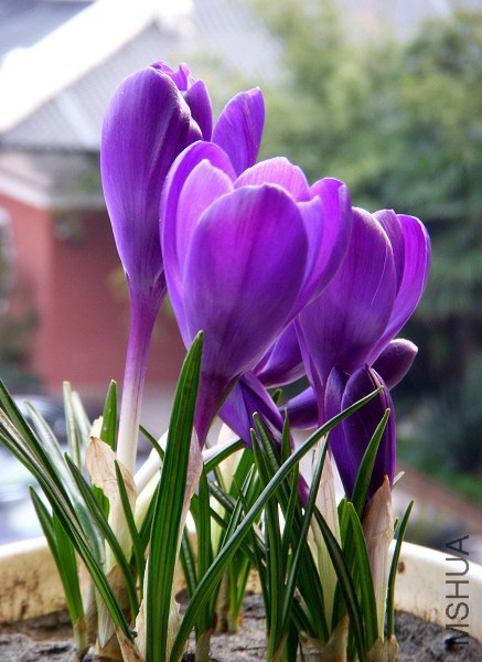purple-crocus-6.jpg