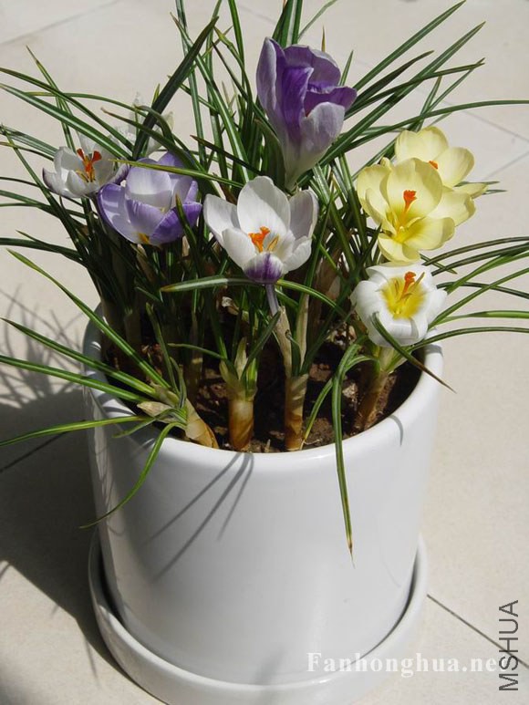 saffron-flowerpot-9.jpg