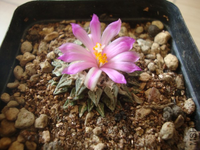 DSC03450.JPG