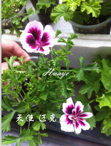 QQ��ͼ20141005165726.png