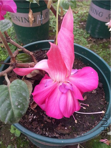 20141005_131100.jpg