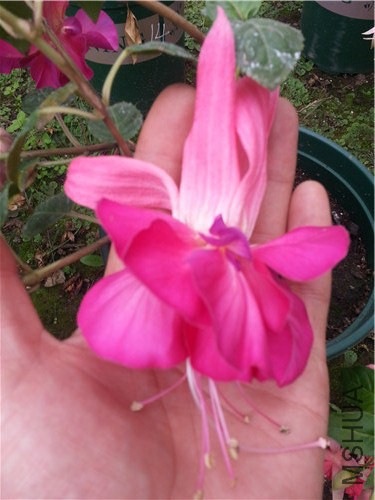 20141005_131104.jpg