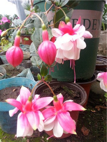 20141005_131134.jpg