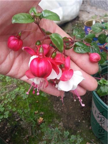 20141005_131221.jpg
