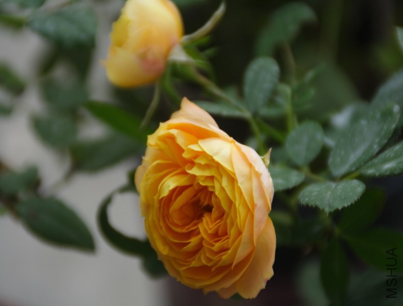 DPP_0034.JPG