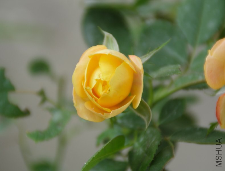 DPP_0035.JPG