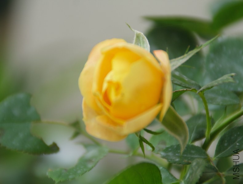 DPP_0036.JPG