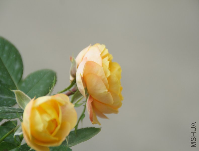 DPP_0038.JPG