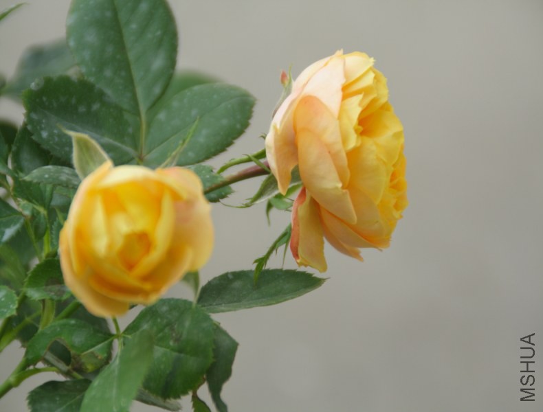 DPP_0039.JPG