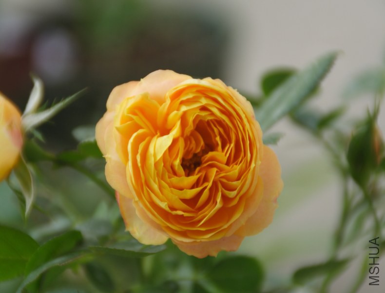 DPP_0040.JPG