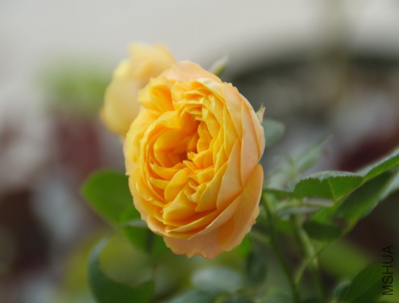 DPP_0041.JPG