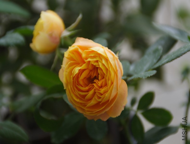 DPP_0032.JPG
