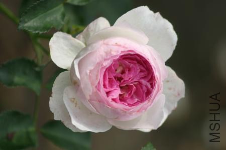 ά����