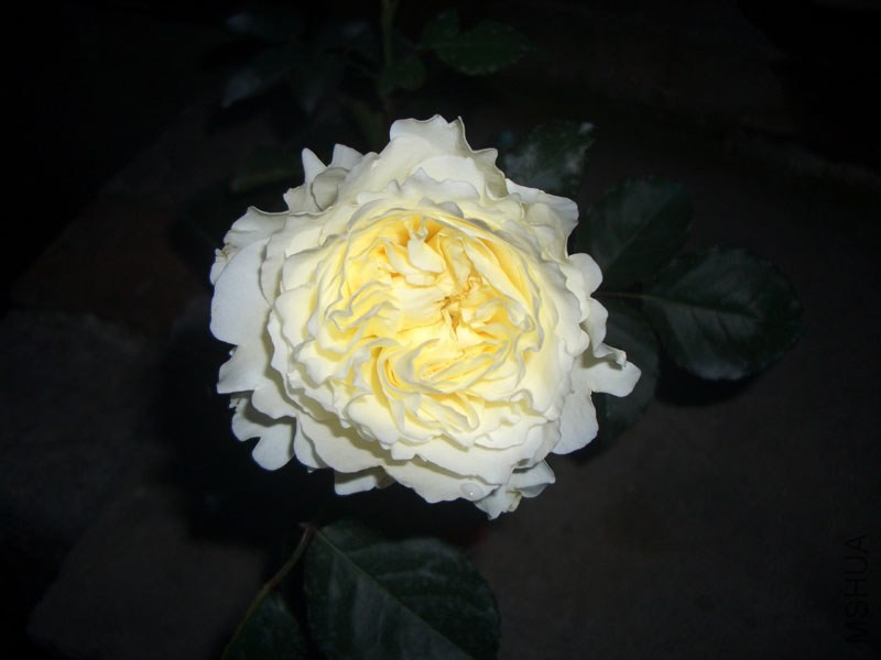 CIMG0151.JPG