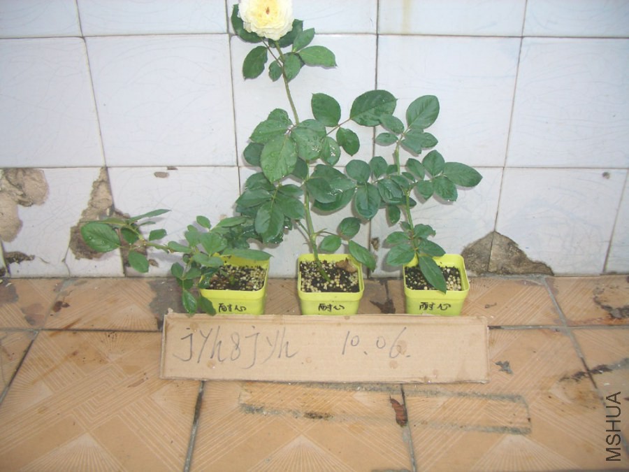 CIMG0347.JPG