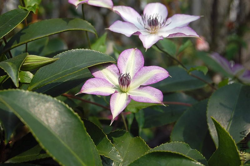 DSC_00020002.JPG
