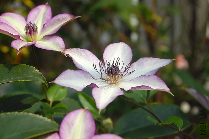 DSC_00040004.JPG