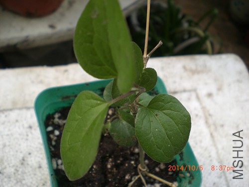 CIMG4605_����.jpg