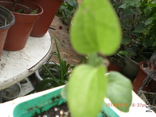 CIMG4606_����.jpg