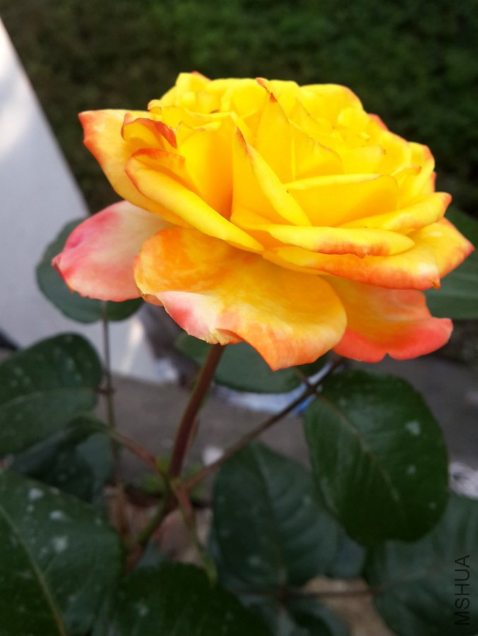 20140531_063938.jpg