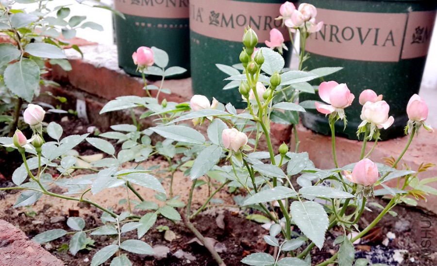 20140603_062655.jpg