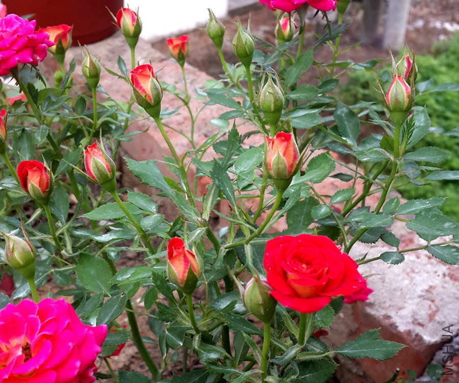 20140609_065715.jpg