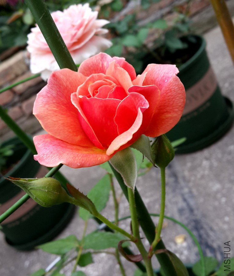20140615_091401.jpg