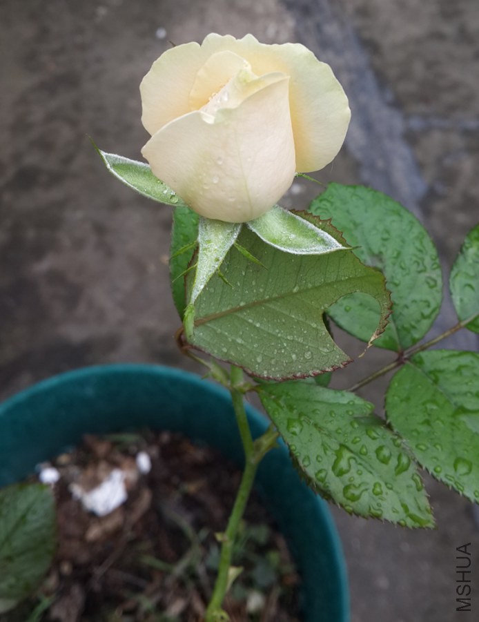 20140930_110901.jpg