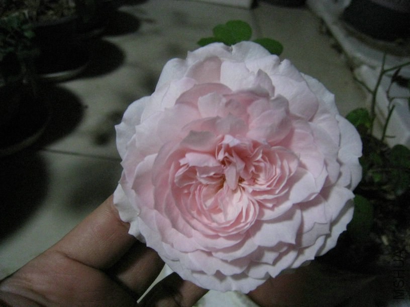 ��Ƭ��1�� 007_����.jpg