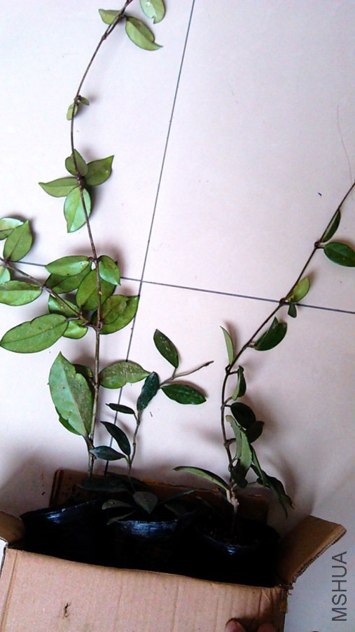 IMG_20141007_125356.jpg