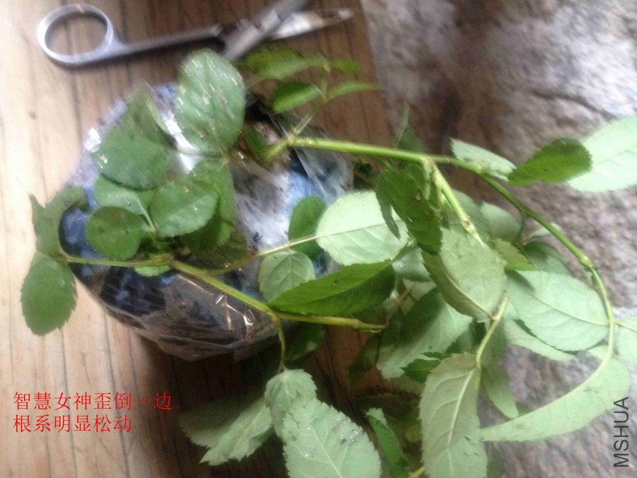 2014-10-07 124212.jpg