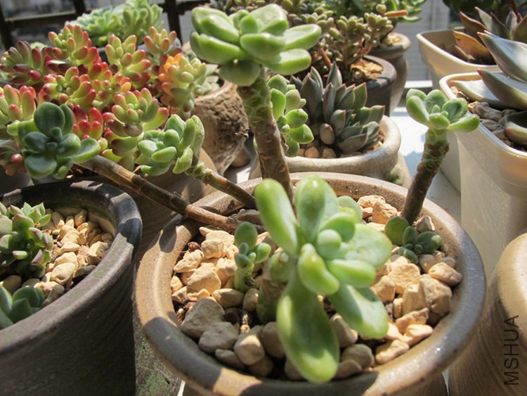 ������ 012.jpg