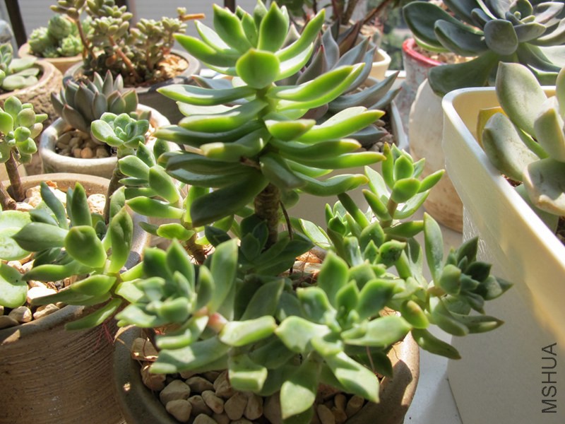 ������ 018.jpg