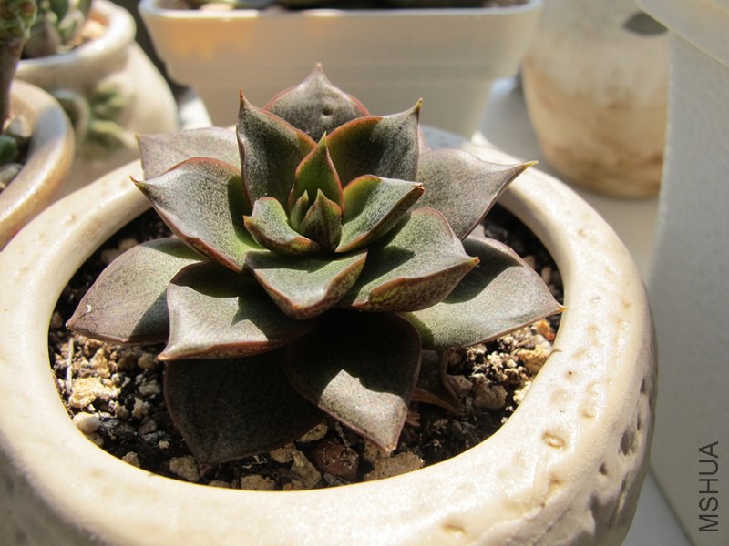 ������ 019.jpg