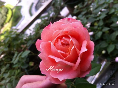 IMG_5109_����.jpg