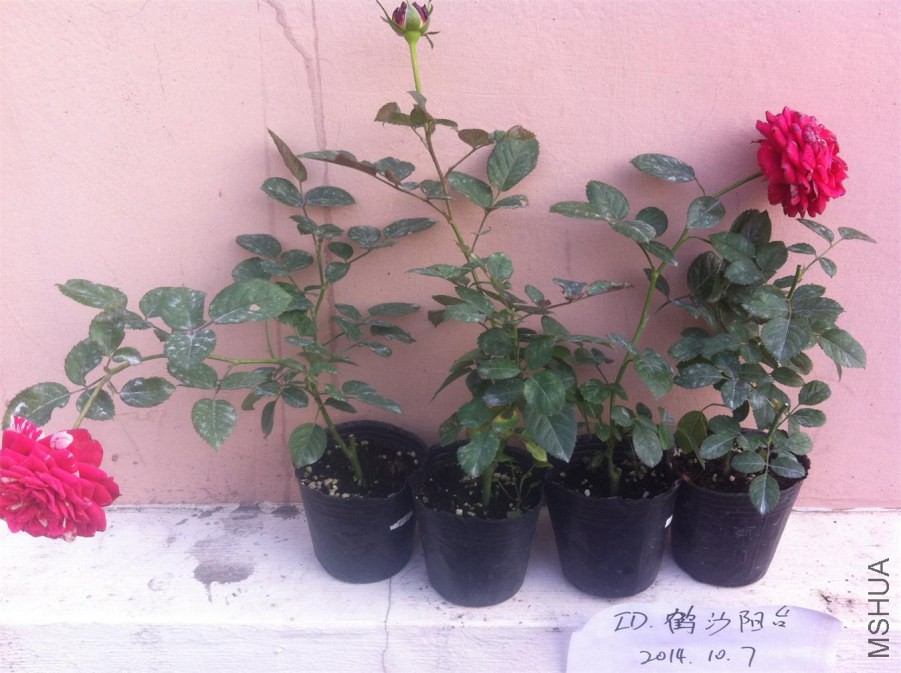 ��Ƭ 028.jpg