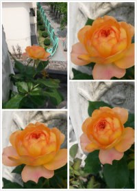 ���ܽ���