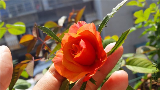 20141009_124613_����.jpg
