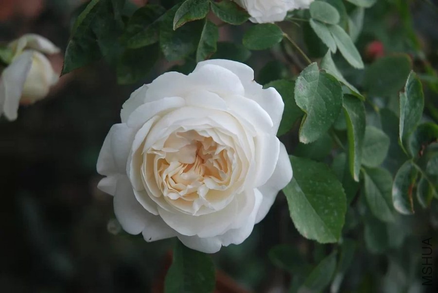 psb (1).jpg